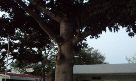 ARBOLES