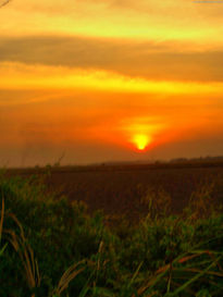 Atardecer LLanero