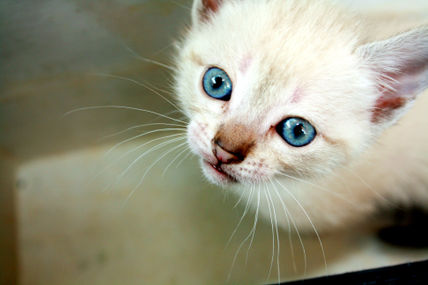 Gatito