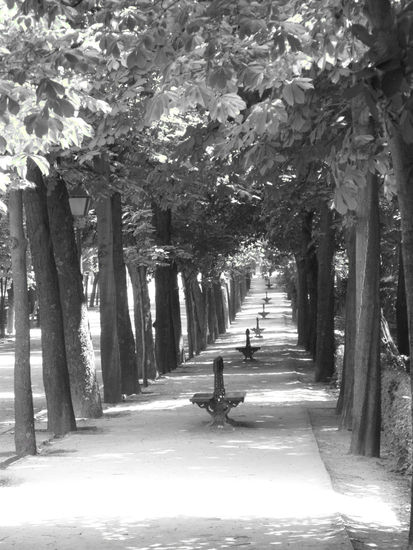 Parque del buen retiro Madrid Nature Black and White (Digital)