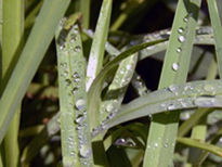 Gotas de Hojas