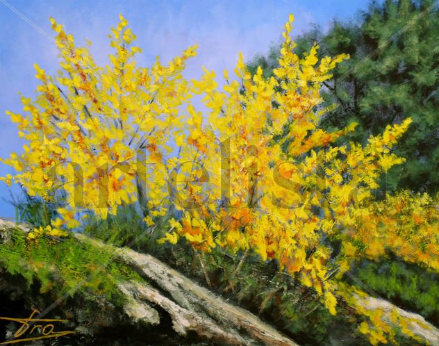 Primavera RETAMAS