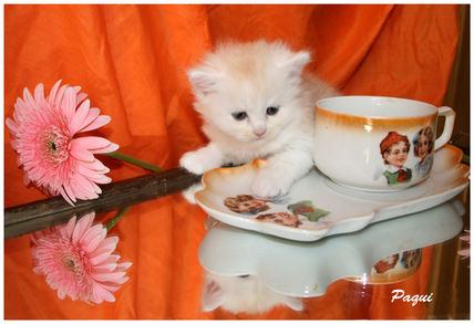 El gatito de la taza