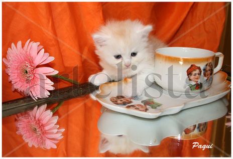 El gatito de la taza