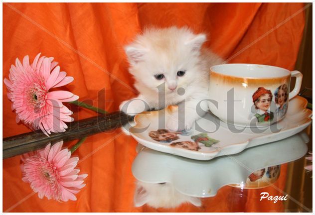 El gatito de la taza