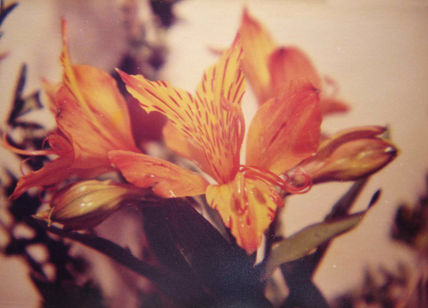 La flor del amancay