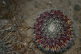 cactus en flor visnaga