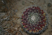 Cactus en flor visnaga