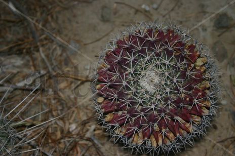 Cactus en flor visnaga