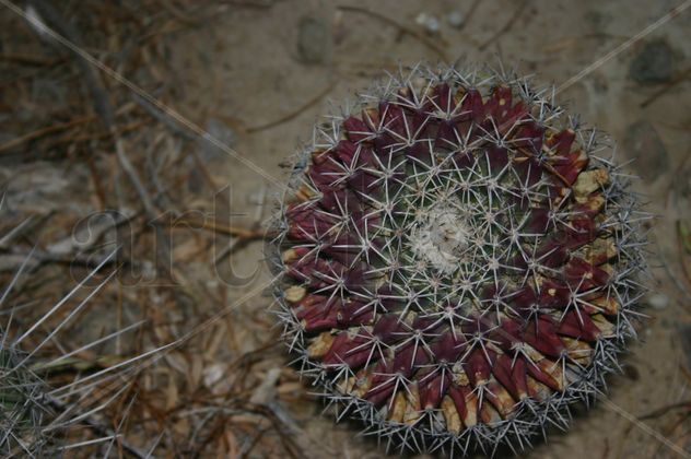 cactus en flor visnaga