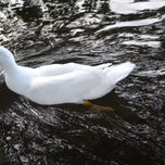 Aves thumbnail 1