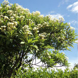 ARBOLES thumbnail 1