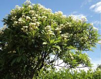 Arbol de Flor de mayo