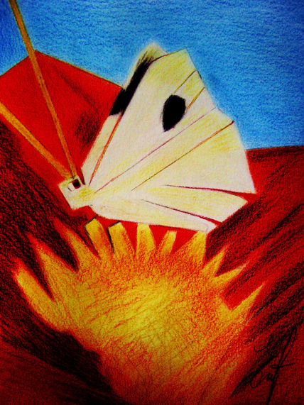 Mariposa blanca.