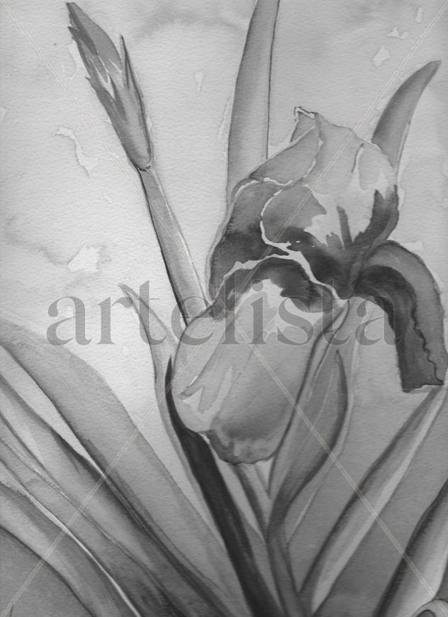 LIRIO EN BLANCO Y NEGRO