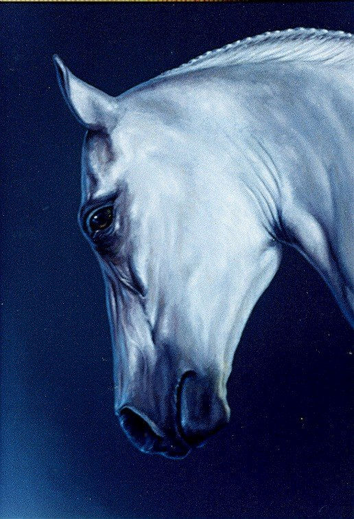 caballo blanco