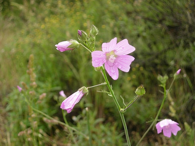 FLORES SILVESTRES Nature Color (Digital)