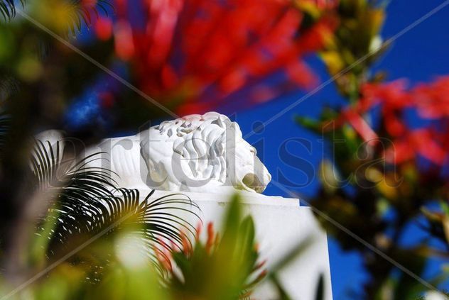 Lion in Caracas