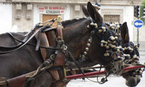 Burros enjaesados