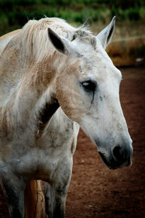 Caballo