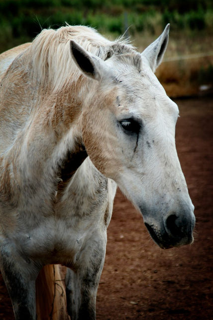 Caballo