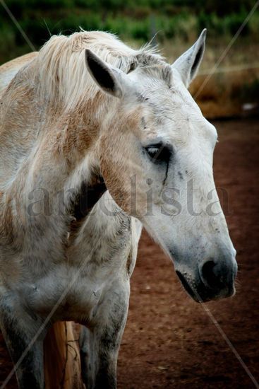 Caballo 