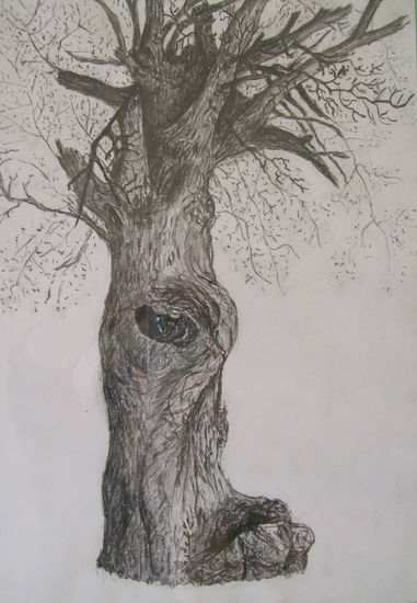 Bárbol de San José Charcoal