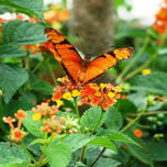 Mariposas thumbnail 1