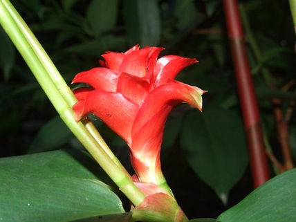 Flores
