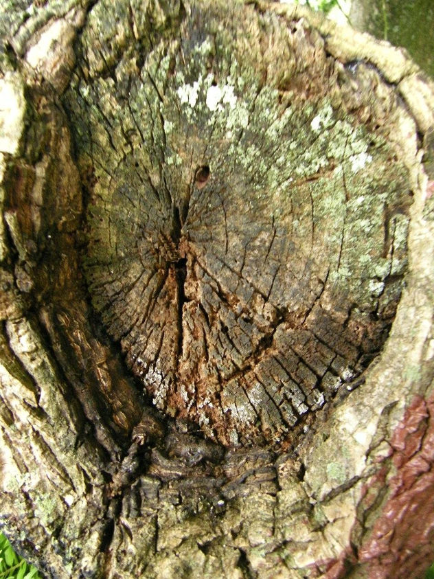 ''Arbol escultor'