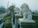 leones