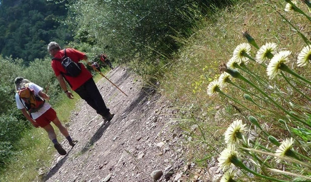 FLORES EN EL CAMINO 