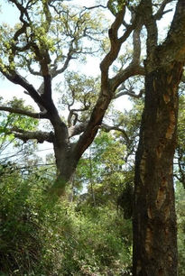 Árbol herido