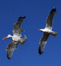 ¿A que pueden volar...