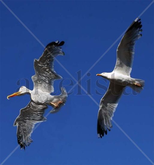 ¿A que pueden volar juntas? 