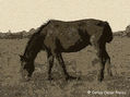 COLORADO EN SEPIA