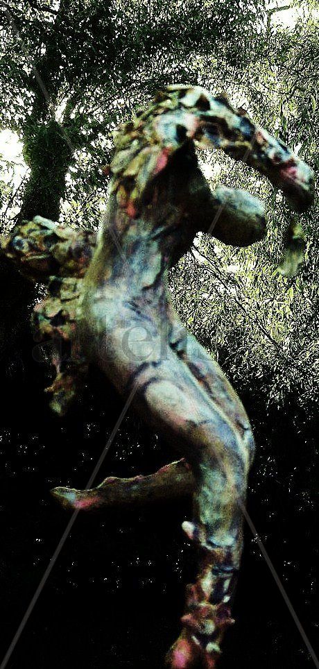 "El Angel del atardecer, danza entre eucaliptus"