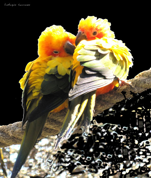 Enamorados sobre una cuerda