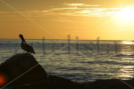 El Sol Y el Pelícano