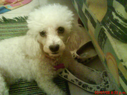 Doggy
