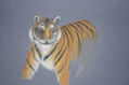 Tigre sin pata