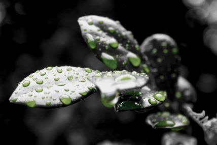 Hojas y gotas2