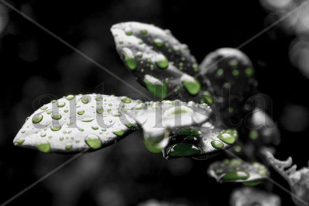 Hojas y gotas2