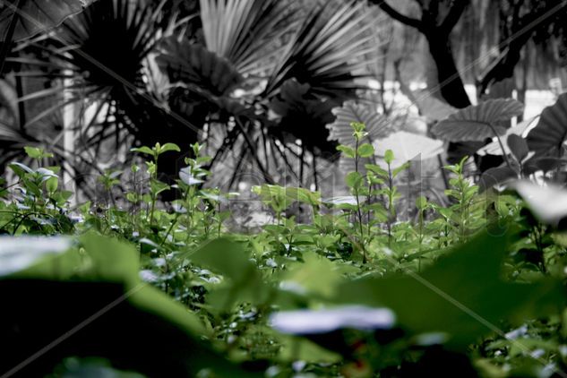 Ciudad de hojas Naturaleza Blanco y Negro (Digital)