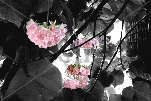 Flores rosas. Naturaleza Blanco y Negro (Digital)