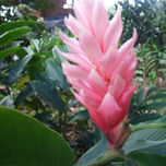 Flores y Plantas thumbnail 1