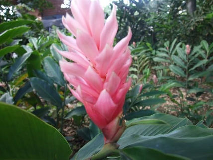 Flores