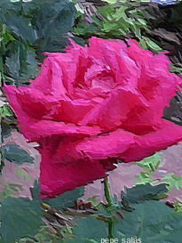 Rosa