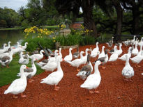 Patos en el Rosedal...