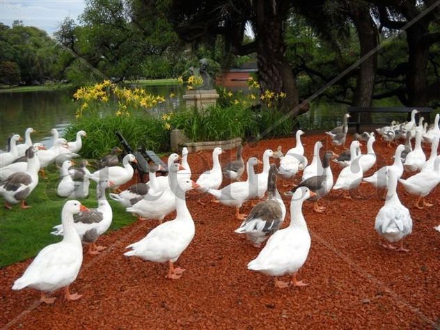 Patos en el Rosedal de Palermo